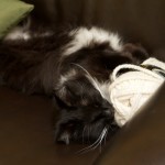 Meanwhile, in Yoshiville... our snuggly kitty making the most of the ball of yarn on the couch. Meanwhile, in Yoshiville... our snuggly kitty making the most of the ball of yarn on the couch.